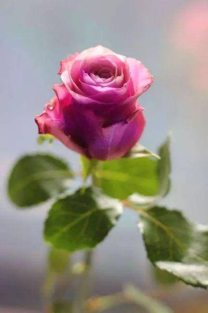 心理测试：选择一束玫瑰花，测你是怎样的情人