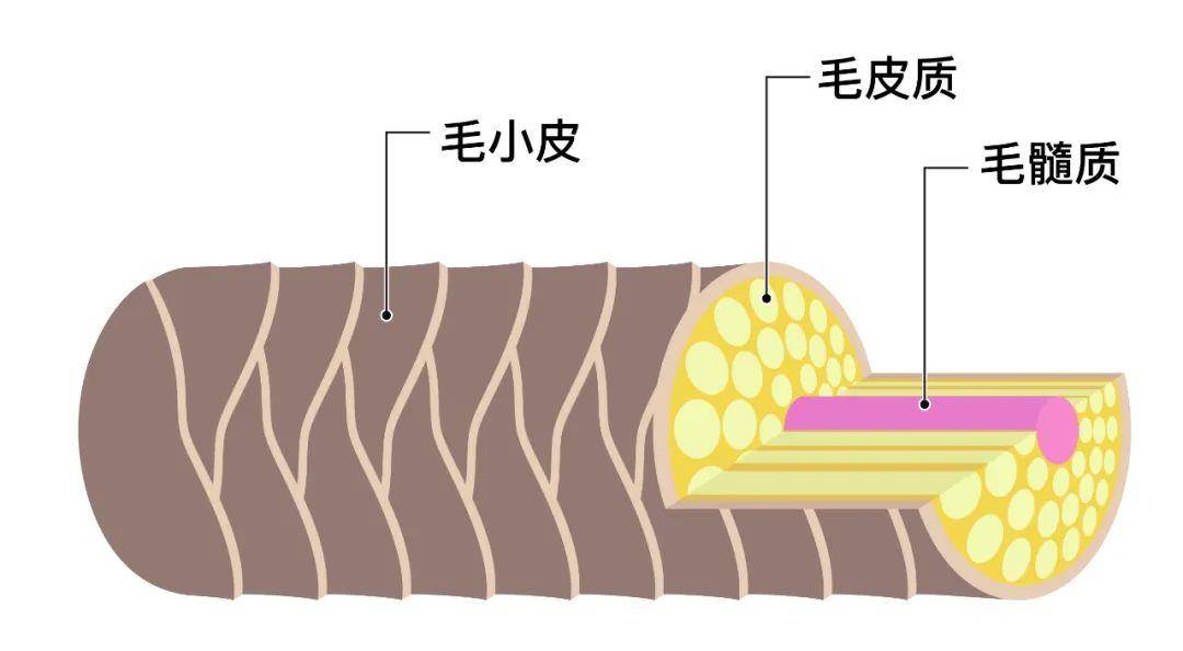 头皮头发吹干和自然干哪个好？你一直搞错了，怪不得头油还发！