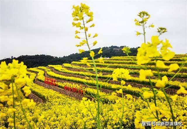 油菜花|荒山变梯田 梯田变花园