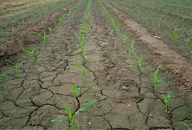 斤数|玉米种植密度如何确定？一亩多少斤？多少粒数？3个技巧轻松解决