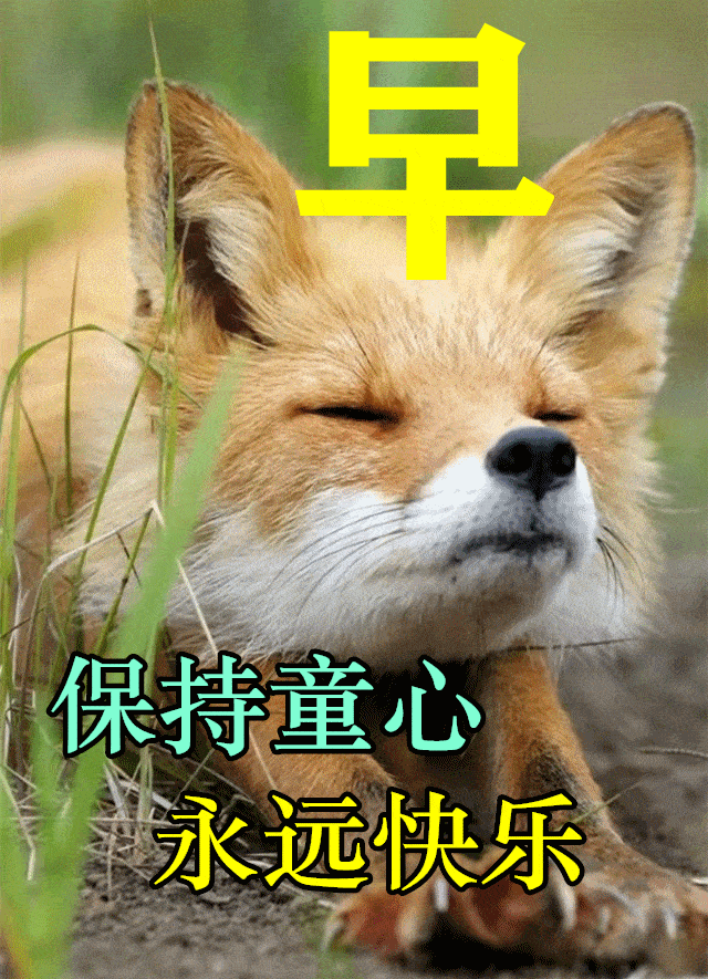 原创8张非常漂亮的早安动态表情图片不用打字就可以聊天的早上好动画