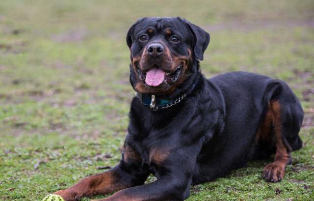 护卫犬界的精英战队：五虎上将，忠诚与服从的典范