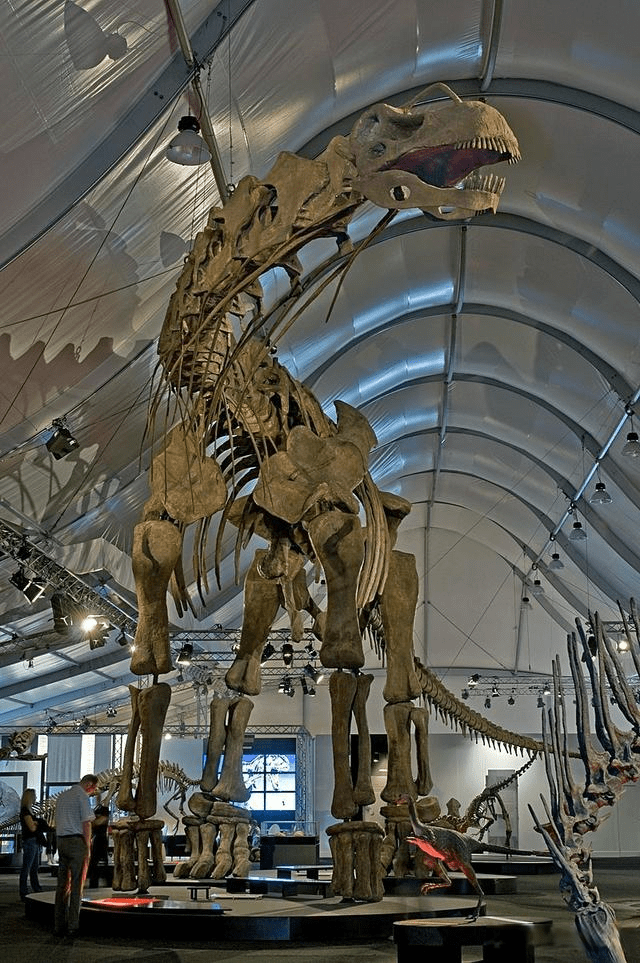 科学家根据阿根廷龙的骨骼推断,它的身长大约有39米,体重大约在90~120
