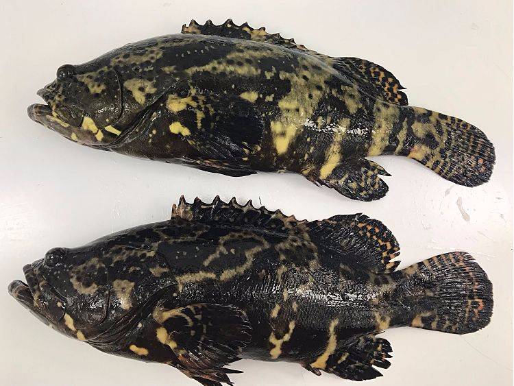 石斑鱼的种类有很多,常见的品种有宝石斑,六带斑,云纹斑等等,不过因为