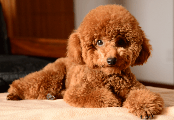 方法|泰迪吠叫扰民怎么办？这几种方法，总有一种适合你家爱犬