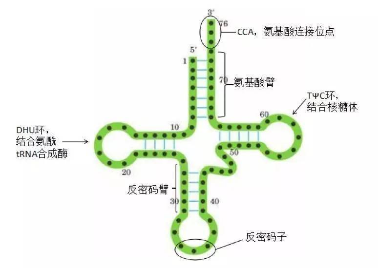 tRNA的结构图高中图片