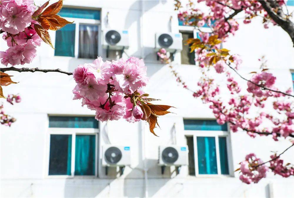 宿舍|西安翻译学院樱花盛开，春天限定浪漫之约