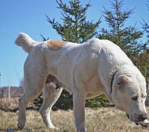 此犬号称中国第一犬,历史价值和意义远超藏獒,被山里人歌颂万代