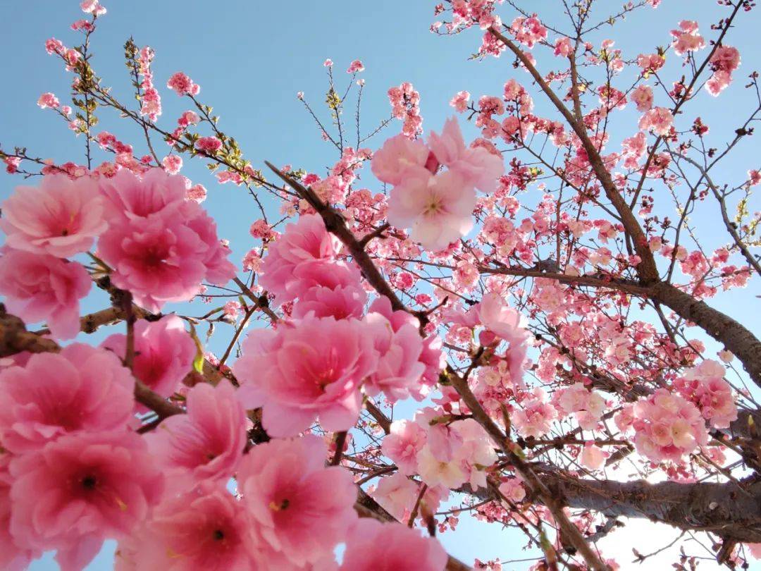 山茶花|春天。好一个花花世界！