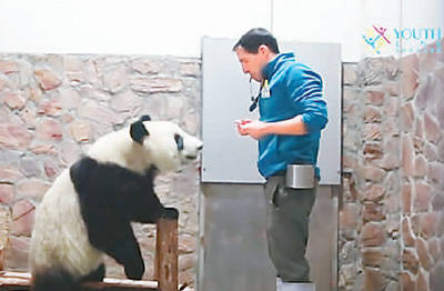 从事大熊猫保护研究和行为研究及训练工作的詹姆斯·阿亚拉在工作中。