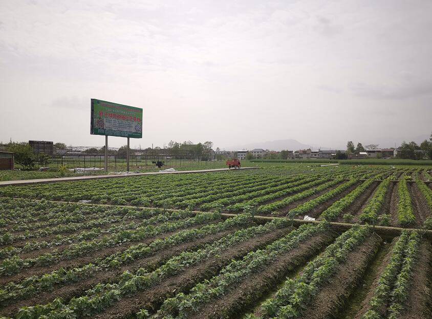 以菌抑菌 市农科院病害绿色防控技术助力附子优质高产_微生物_江油