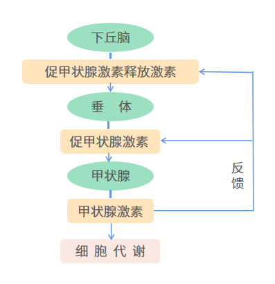 甲状腺调节过程图解图片