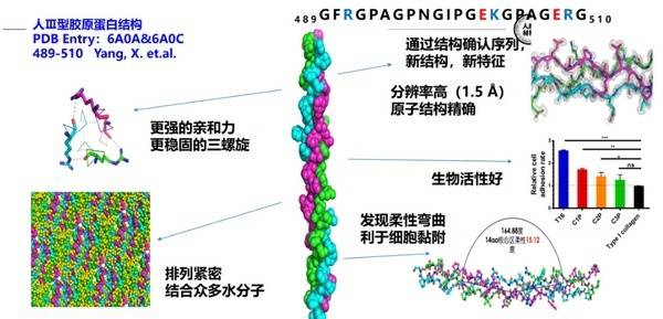 锦波重组Ⅲ型人源化胶原蛋白，开启护肤、抗衰老新时代！