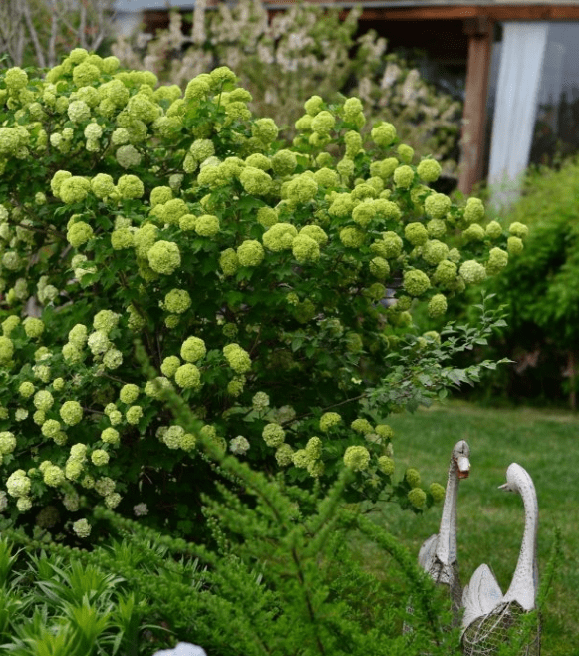 蓝妖欧洲木绣球的养殖方法和注意事项做好这4点年年大花球