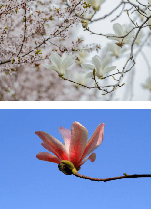 城中|西安航天基地：花草芳菲春意浓