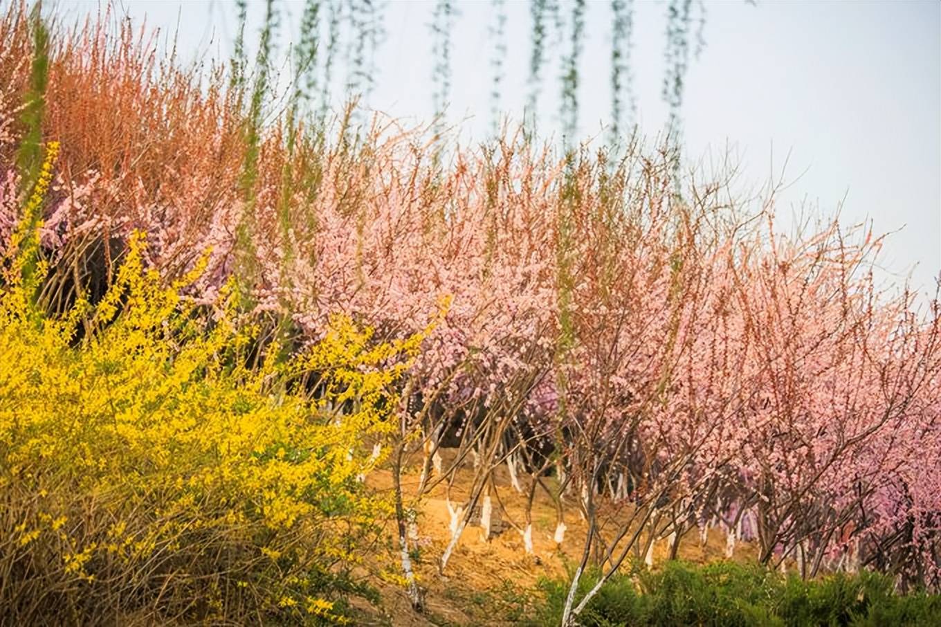 万木争|石家庄有一座翠屏湿地公园，风景秀丽免门票，是踏青赏花的好去处