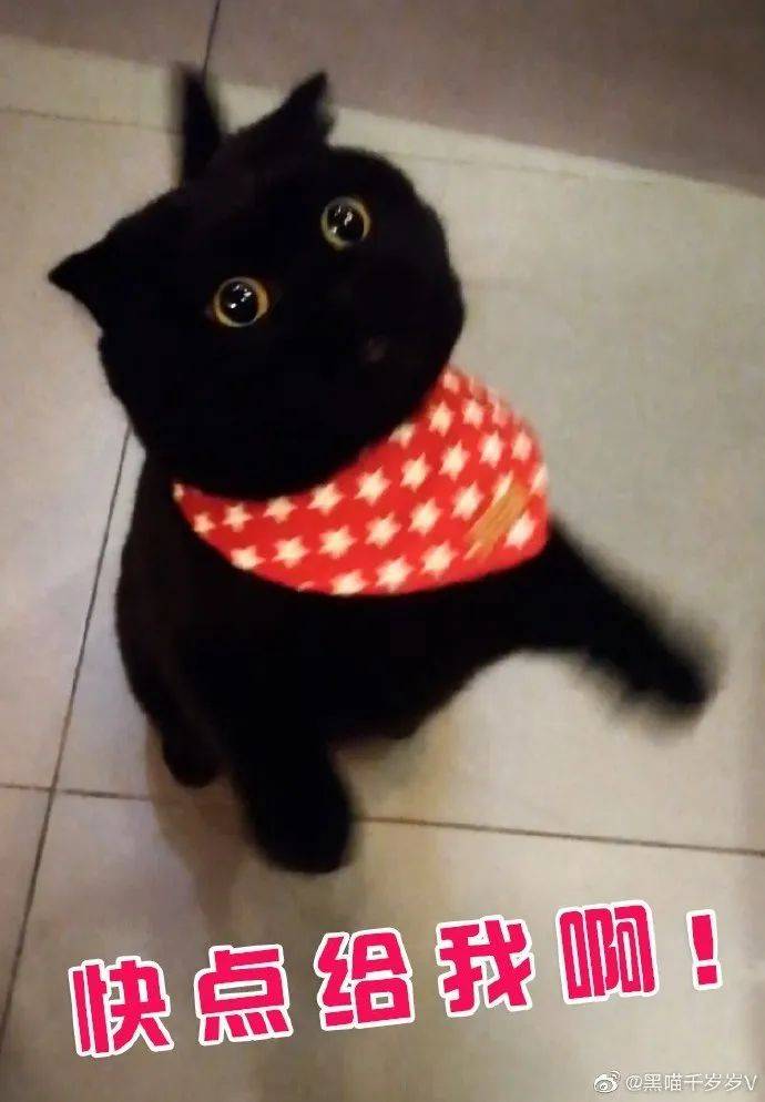 被猫窝"吃掉的"千岁岁,两只大眼睛永远blingbling的