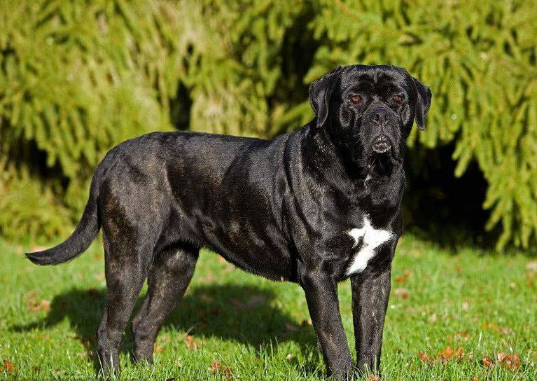 原创卡斯罗犬全世界公认的经典护卫犬绝对有它的过人之处