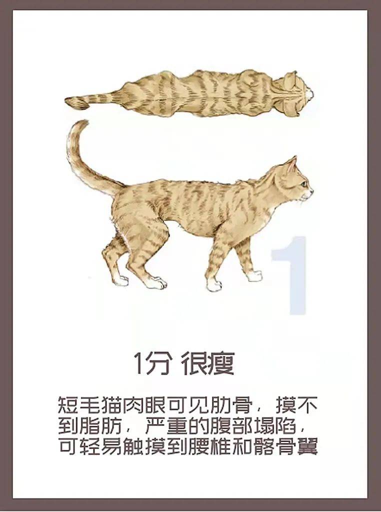 肥胖测试看看你家猫是几分