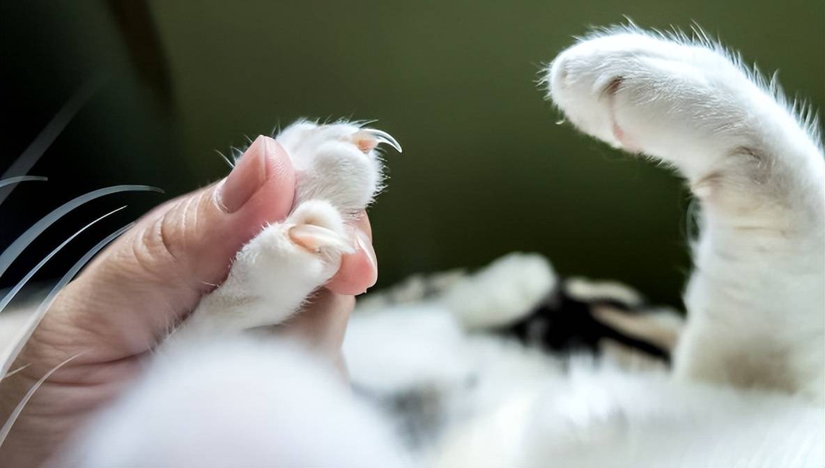 原创鉴定猫咪热门医美哪些在治病哪些夺猫命