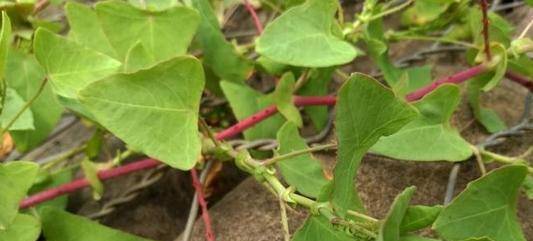 农村一种宝贝7080后当零食吃却不知是治蛇伤良药