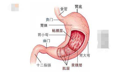 胃镜结构图解图片