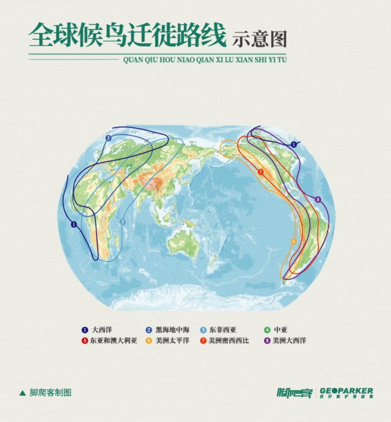 全球八条候鸟迁徙通道图片