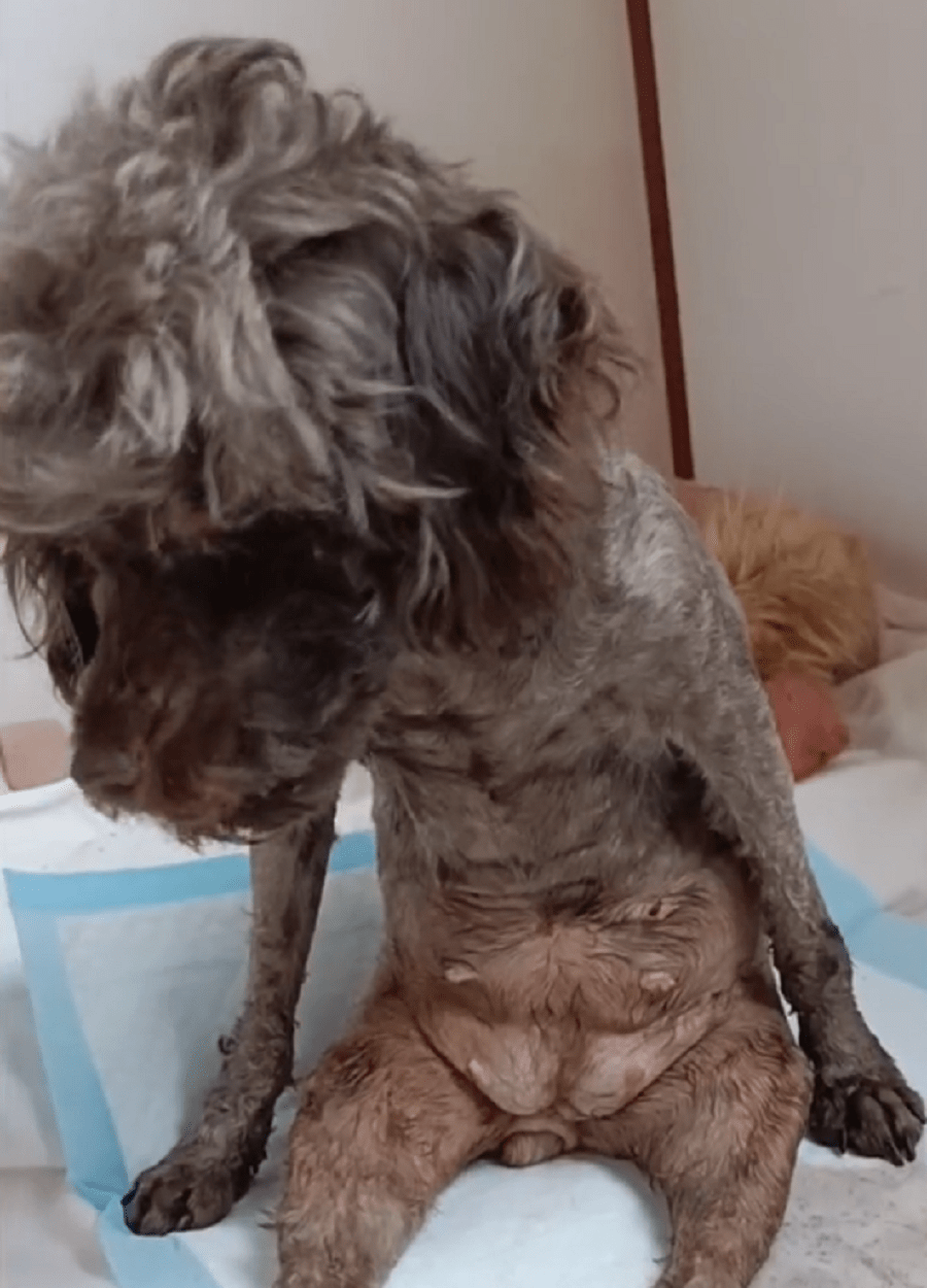 残疾繁殖泰迪犬从被抛弃后坐着哭,到焕然一新,大姐:虽代价是分别但也