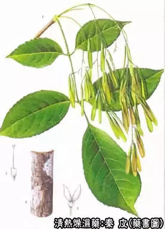 为木犀科植物苦枥白蜡树,白蜡树,尖叶白蜡树或宿柱白蜡树的干燥枝皮或
