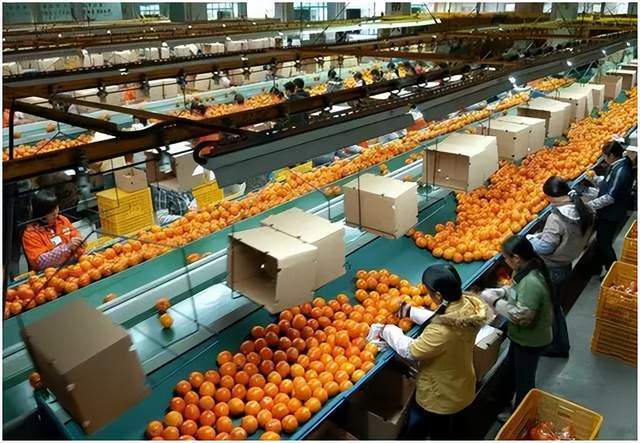 标准化,农业品牌化的致胜之路_句容市_果品_农产品