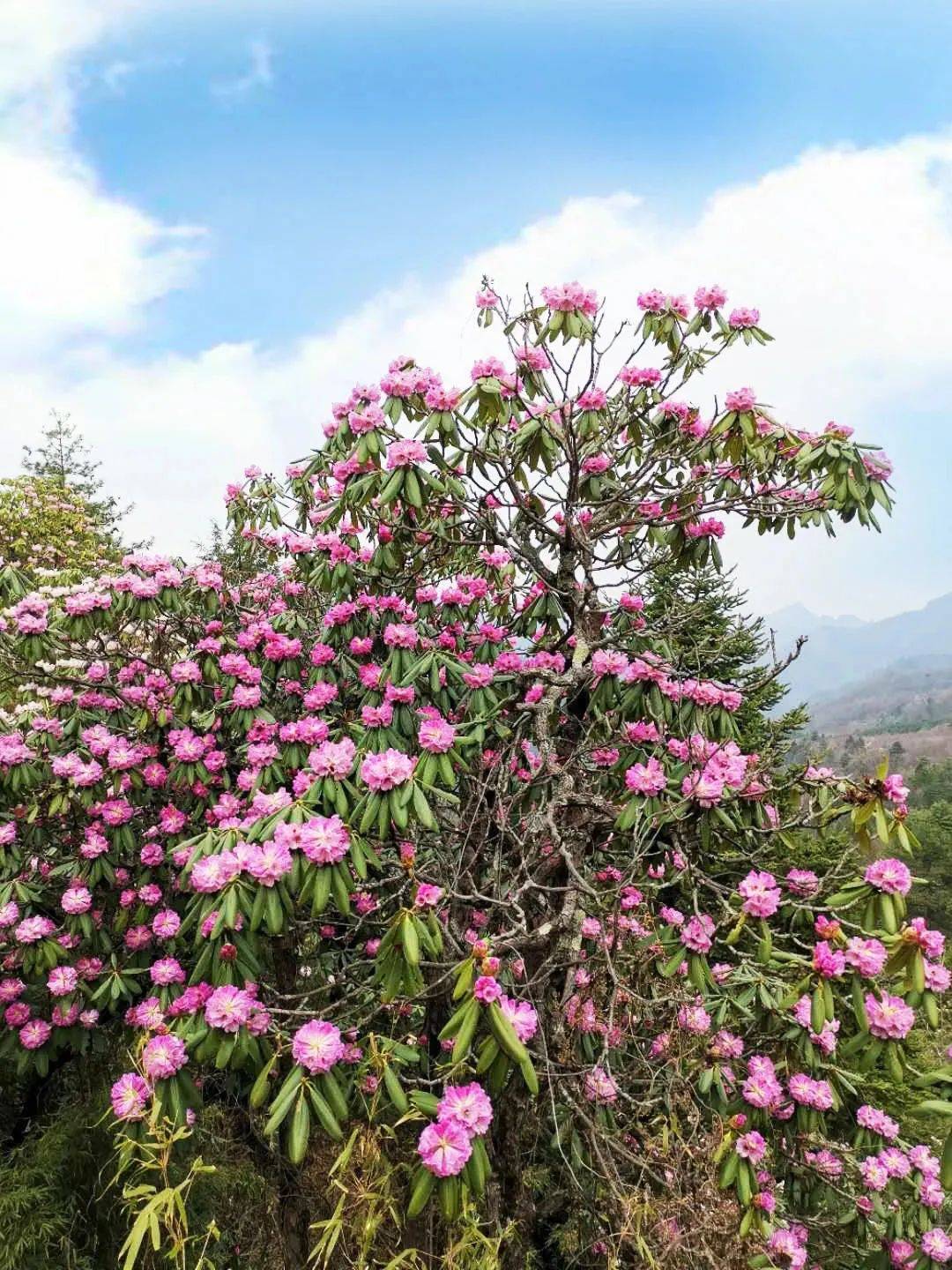 秦岭深处千亩杜鹃花海惊艳上线~_木王山_景区_镇安县