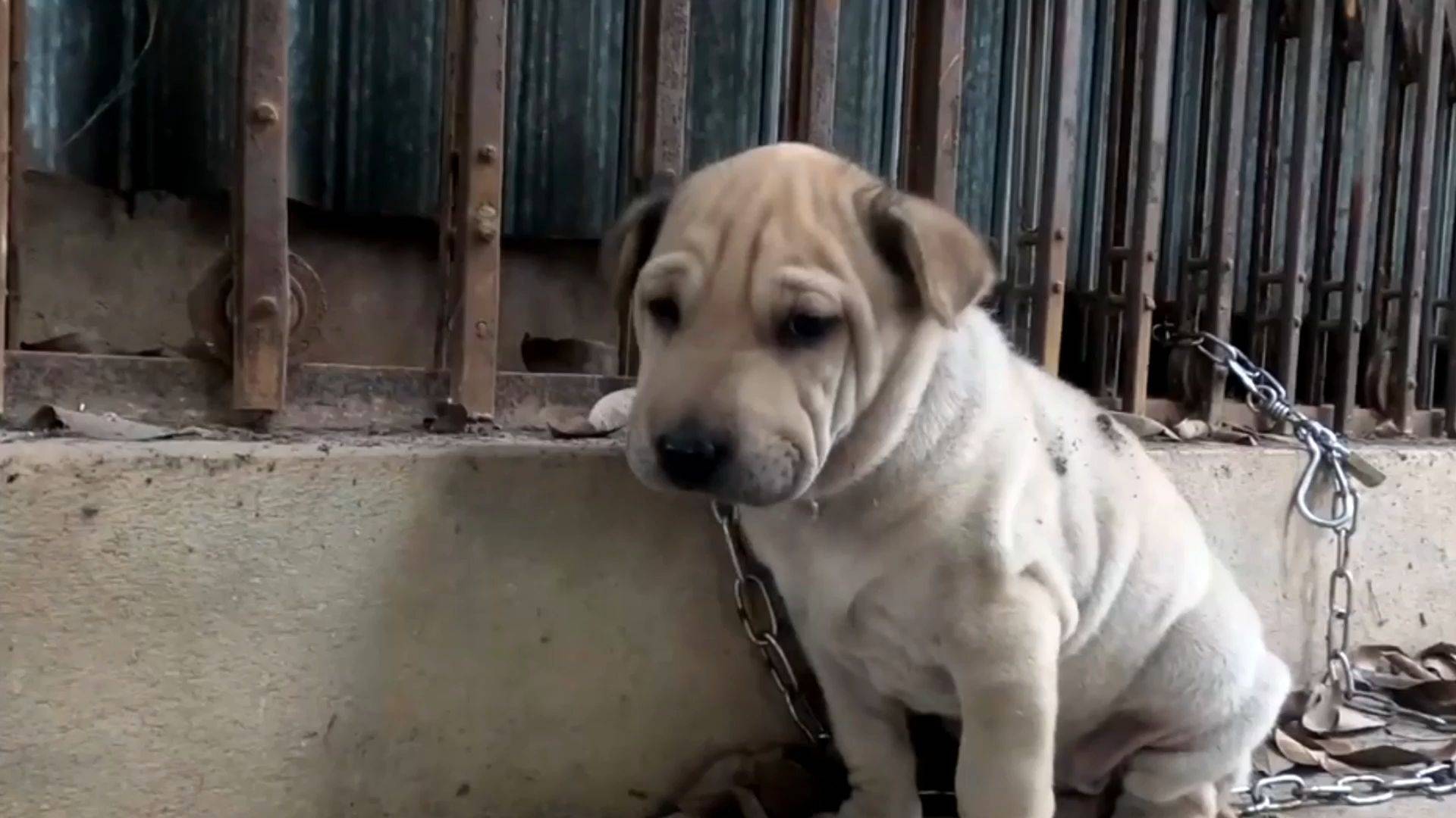 落魄神犬无人问魔法项圈头一套梦回富豪公子哥