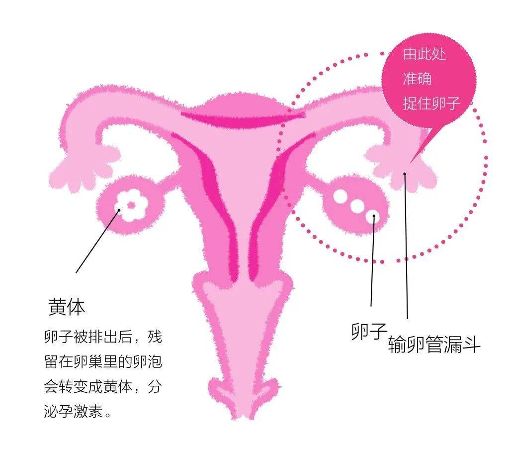 女生排卵下面图片