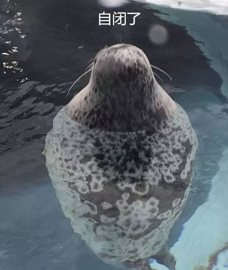 海洋馆的海豹胖成球,别急着嘲笑人家,听了原因你可能会哭_脂肪_游客