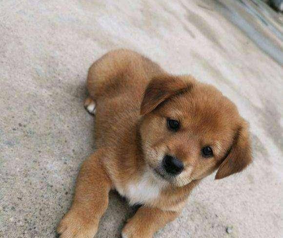 看它怎么辨别_田园_古人_中华