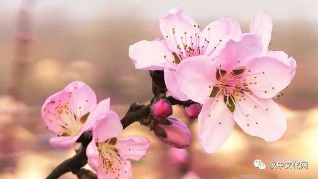 无限春光归故里,桃花岭上有佳期|阅读时光