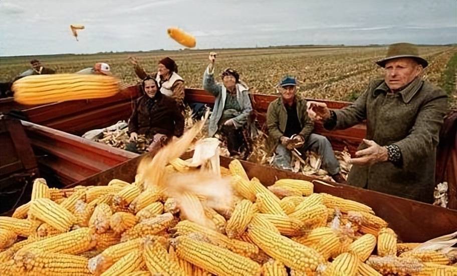 赫鲁晓夫没彻底白忙:玉米并未被废弃,如今俄罗斯仍在大量出口_苏联