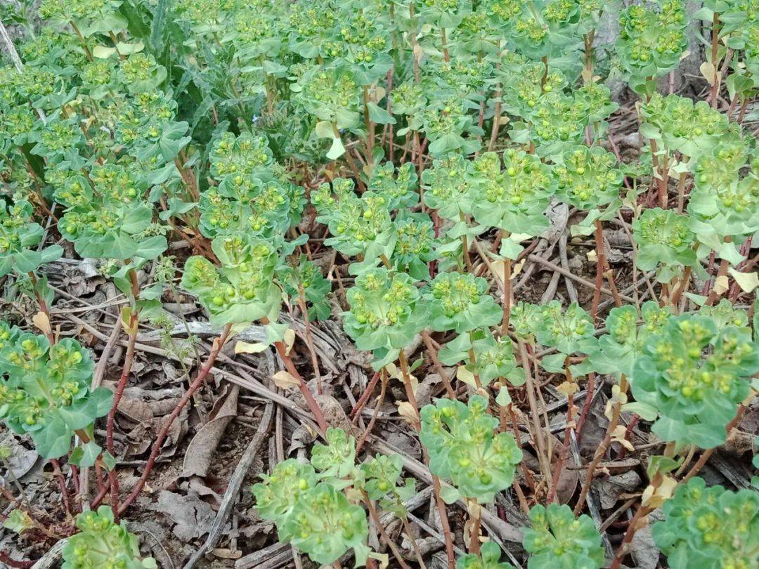农村这野草全株有毒,但价值很高,化痰止咳,还能除草杀虫_朋友_因为_农