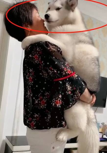 二哈被奶奶抱在怀里,害羞的表情太可爱了:我都多大的狗了,还抱_哈士奇