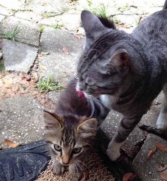 大猫主动叼回一只流浪小猫,祈求主人收留!_斑猫_网友_猫咪