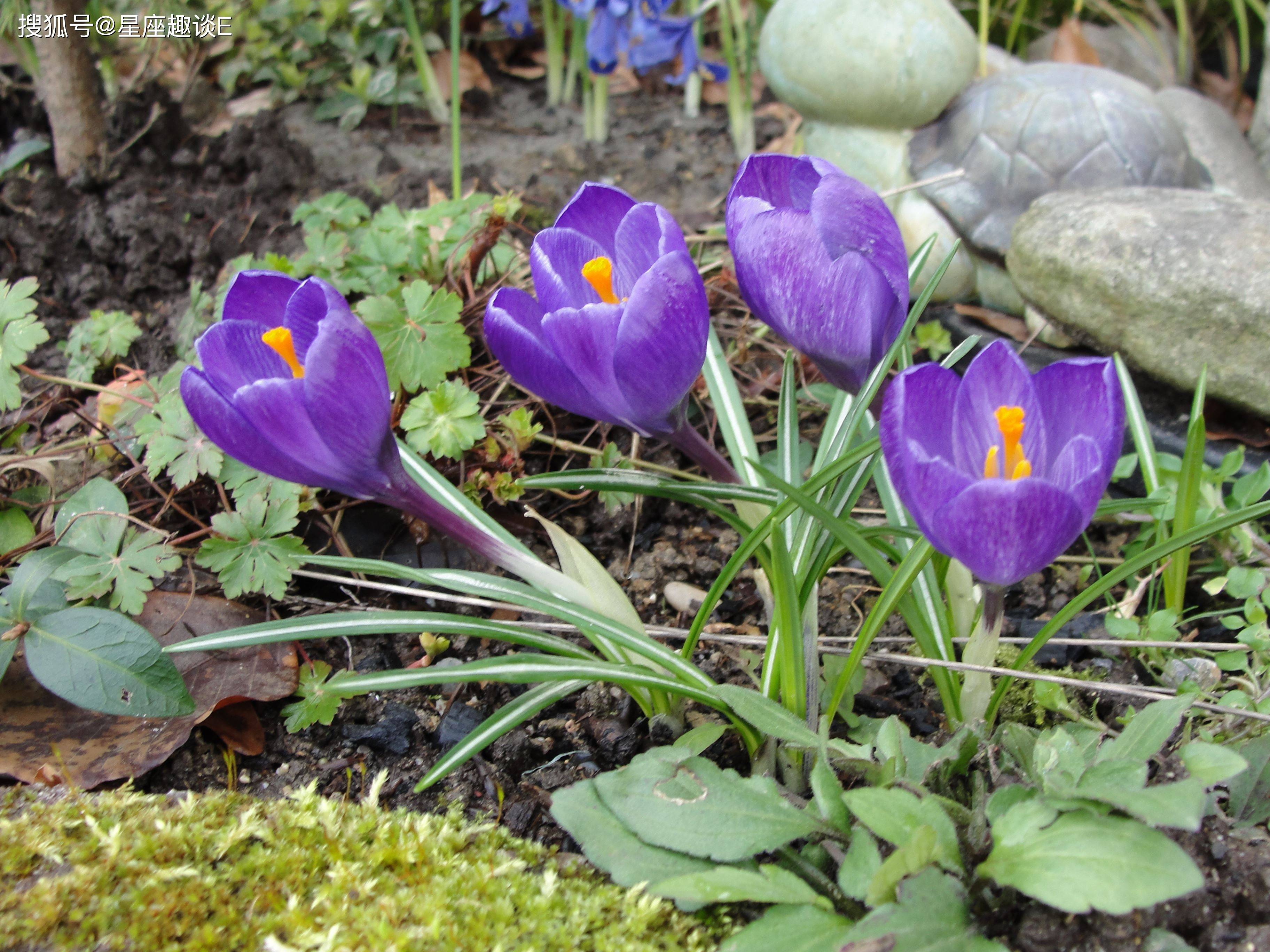4月6日 12日爱情运势 袒露心声 真情闯入的四大星座 伴侣 单身 未来
