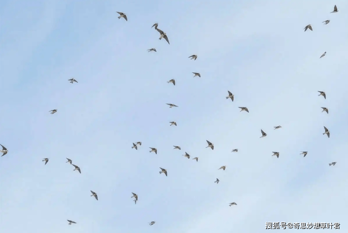 原创四川乐山30级地震燕子聚集连续飞4天伴有巨响是地震前兆吗