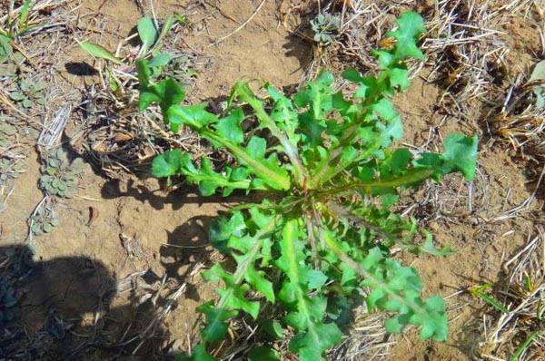 50種可食野菜圖譜您家小區綠化帶裡可能就有長文慎入