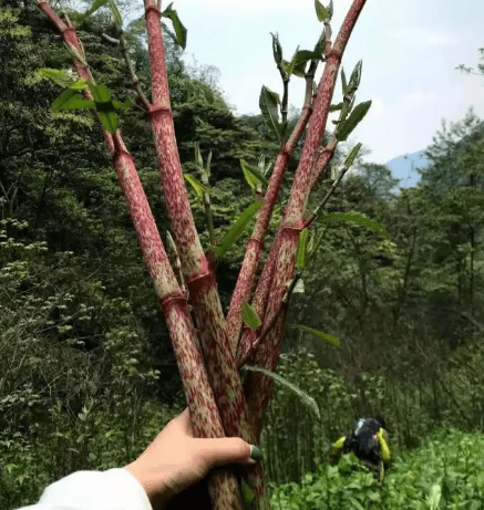 酸筒杆,农村娃当甘蔗吃,却不知还是极品野菜,炒肥肠很下饭_时候_竹子