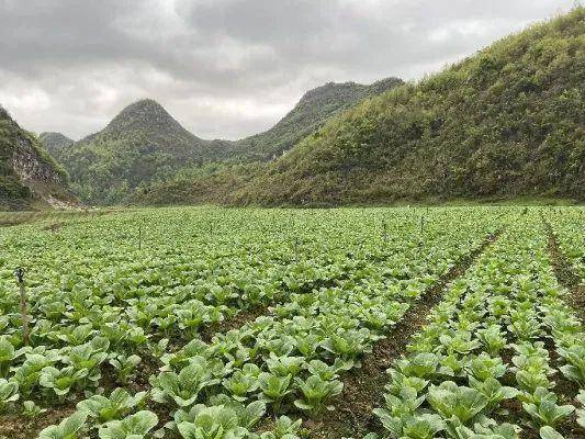 羨塘鎮比納村甜菜心成了群眾的甜心菜