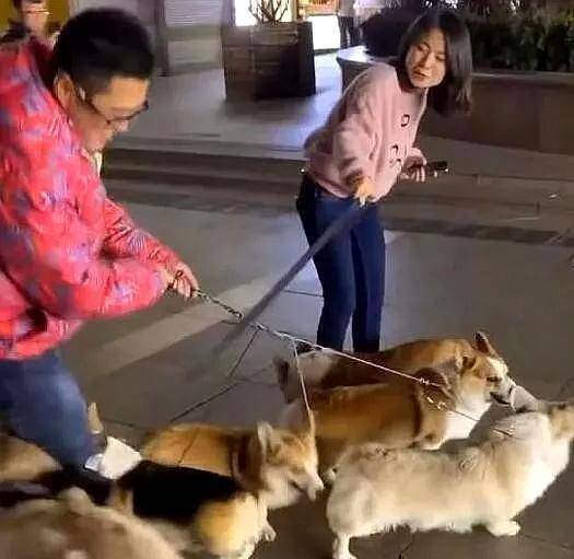金毛帮女主找男友,看见男路人牵的一群母柯基,网友:这才是目的_狗狗
