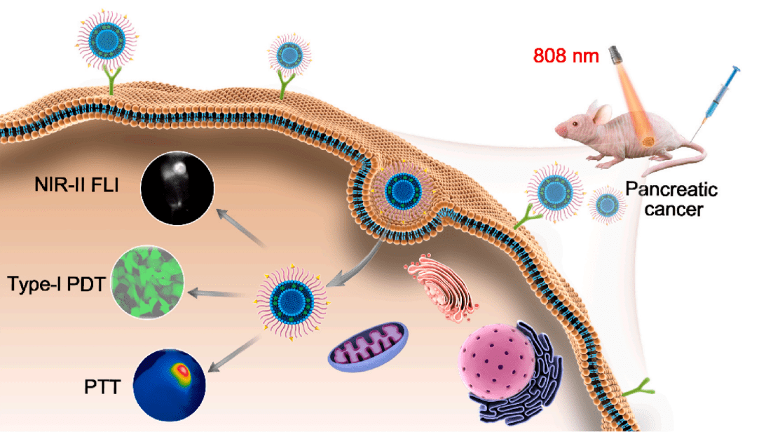 分子設計示意圖及其在nir-ii-fli引導的i型pdt-ptt協同胰腺癌治療中