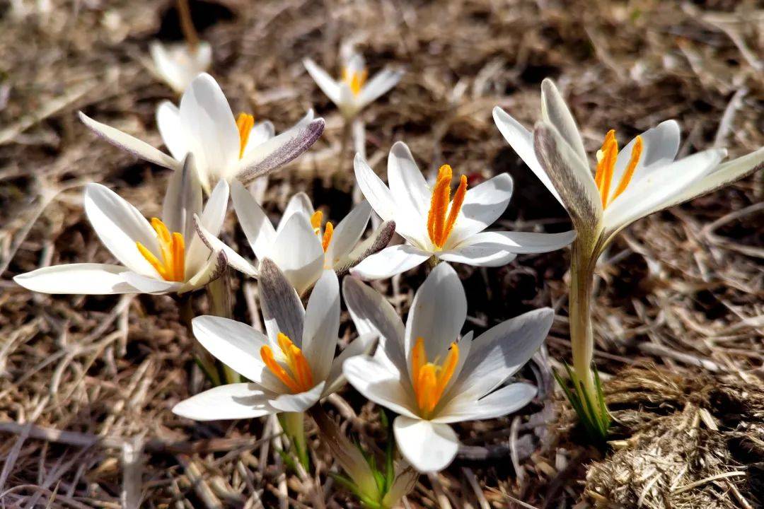 今日花况那拉提野百合破冰绽放