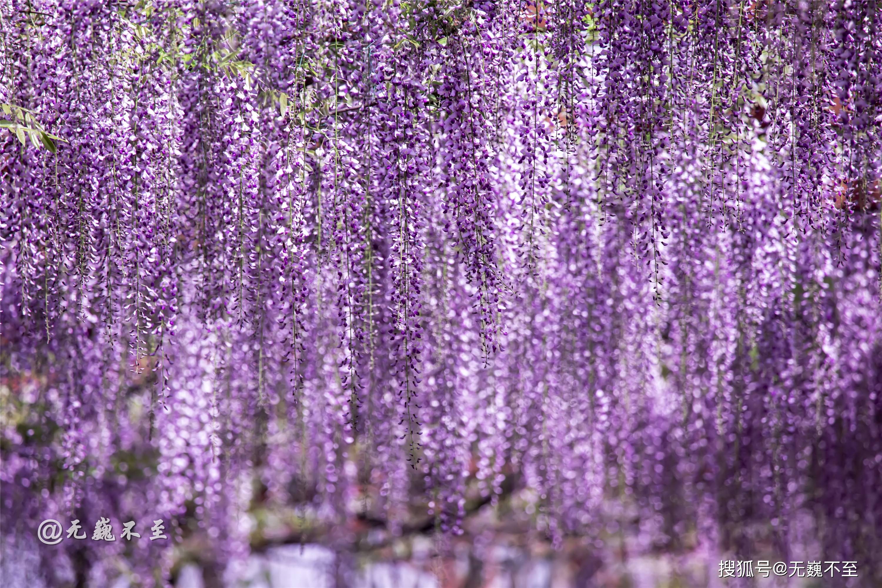 原創一樹花事傾城浪漫成都芳華微馬公園十里紫藤花開成瀑