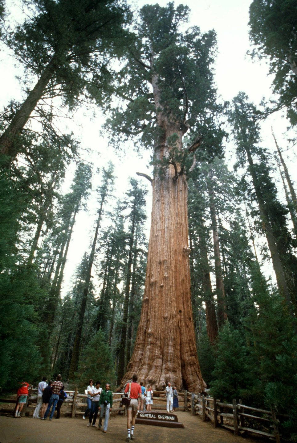 的十棵千年古树,有美国历史的数十倍,中国两棵上榜